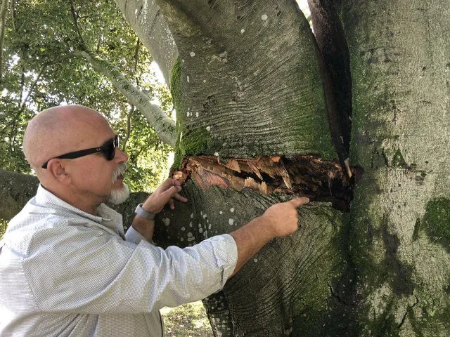 Dr. Thomas Herdt bei der Baumuntersuchung